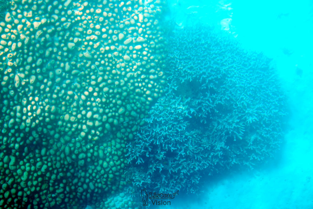 沖繩石垣島 | 平民版的馬爾地夫-川平灣 米其林三星的純淨海灣