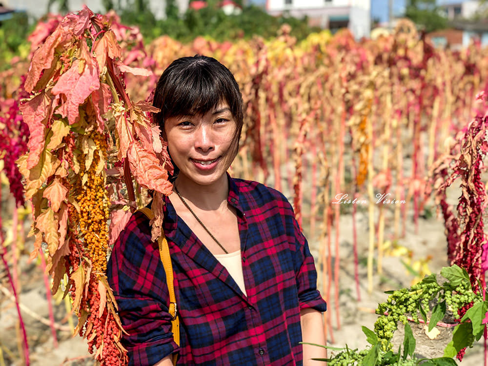 [ 季節限定 ] 2019唸戀學甲蜀葵花文化節熱鬧登場 / 台南景點